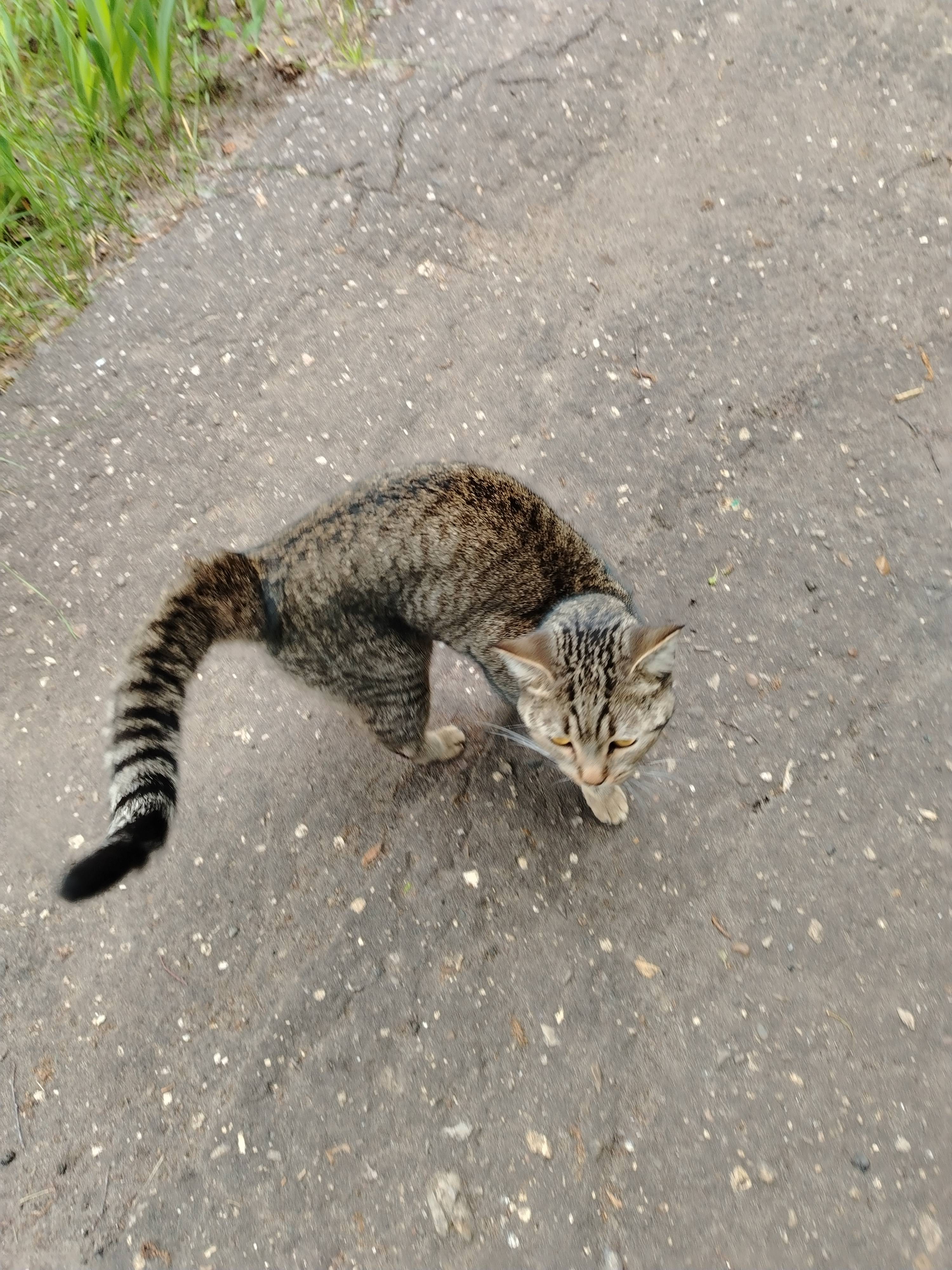Найдена кошка. 