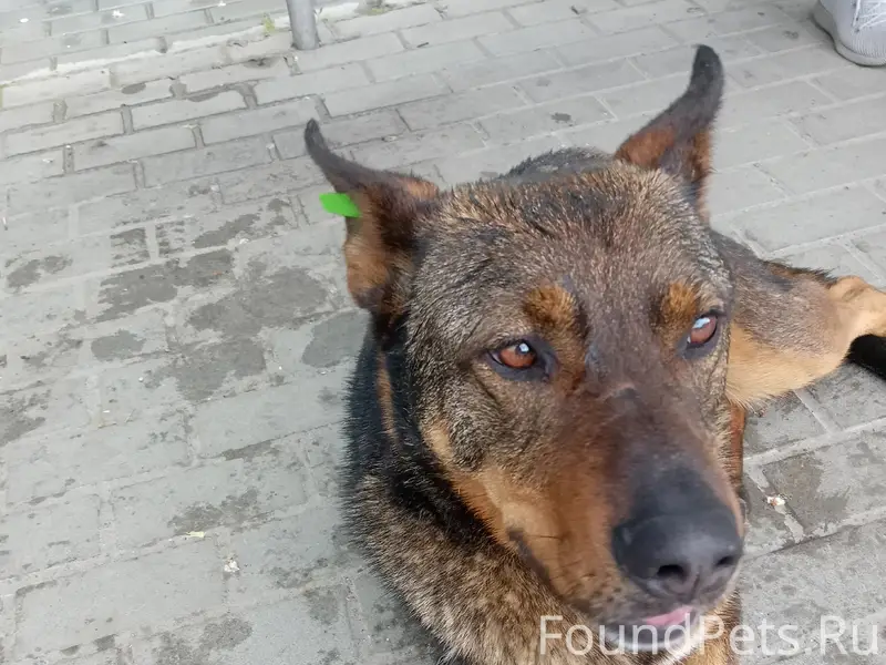 Пропал пёс Малыш, остановка гостиница Таганрог