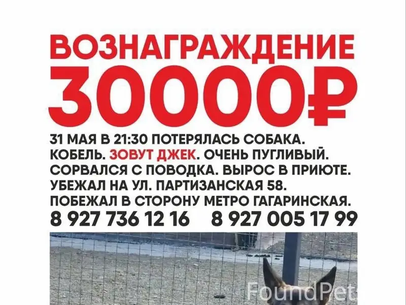 Пропал пёс Джек, район Партизанской