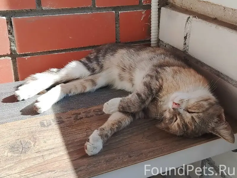 Найдена трехцветная кошка, Вологда