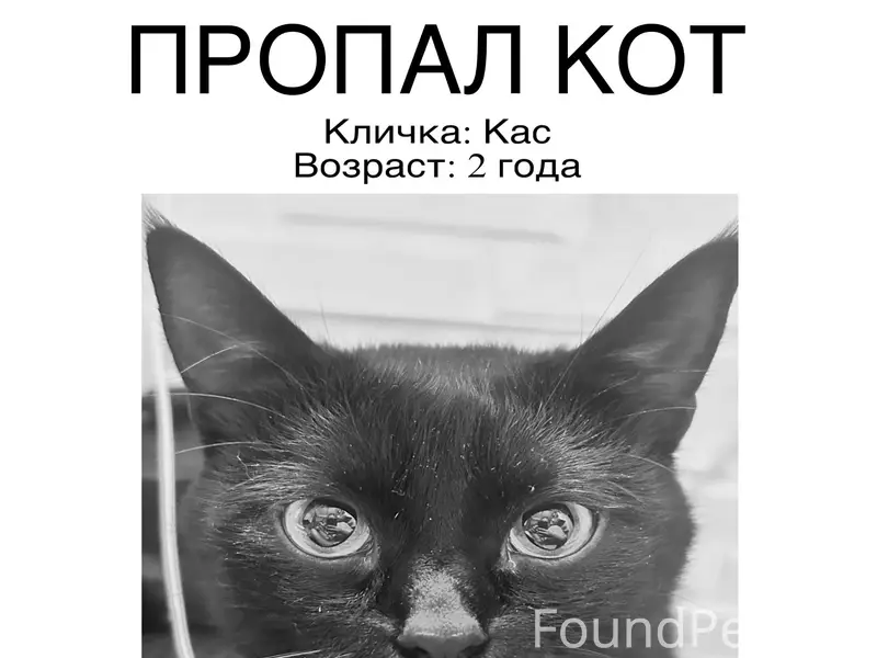 Пропал чёрный кот Кас, Красногвардейский район