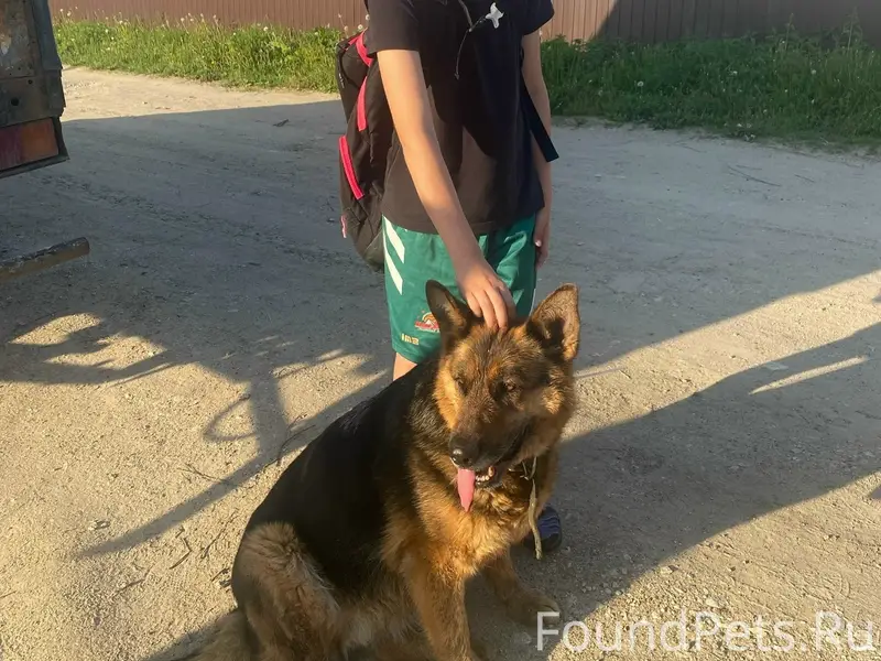 Найдена собака, срочно ищем хозяев