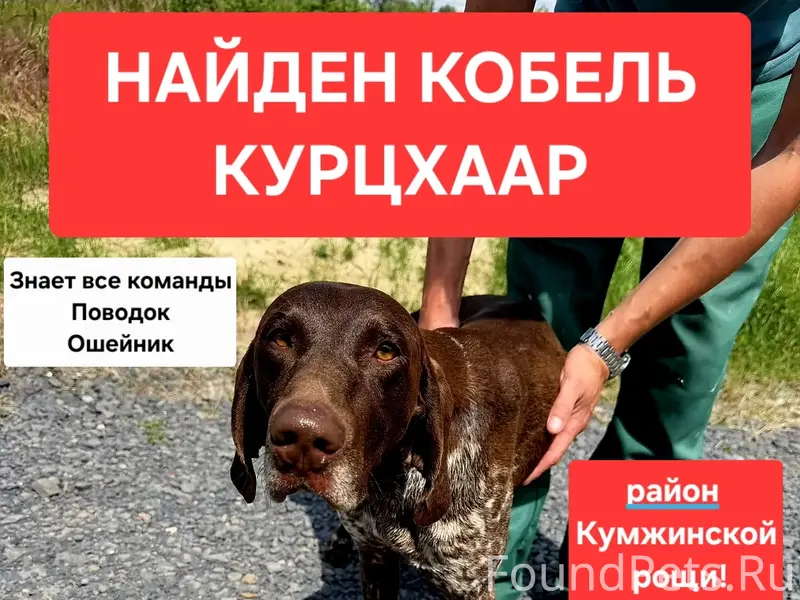 Найден Курцхаар, район Кумжинской рощи, Ростов-на-Дону