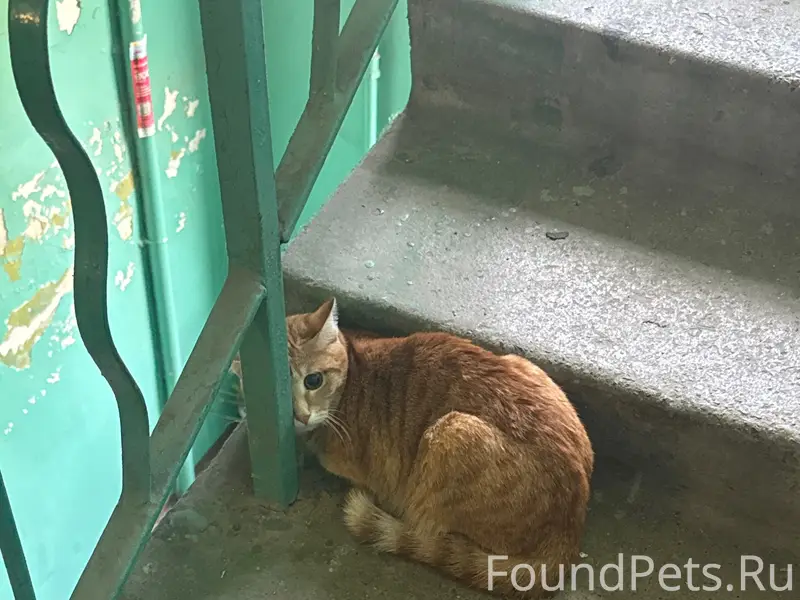 Найдена рыжая кошка, Московский район