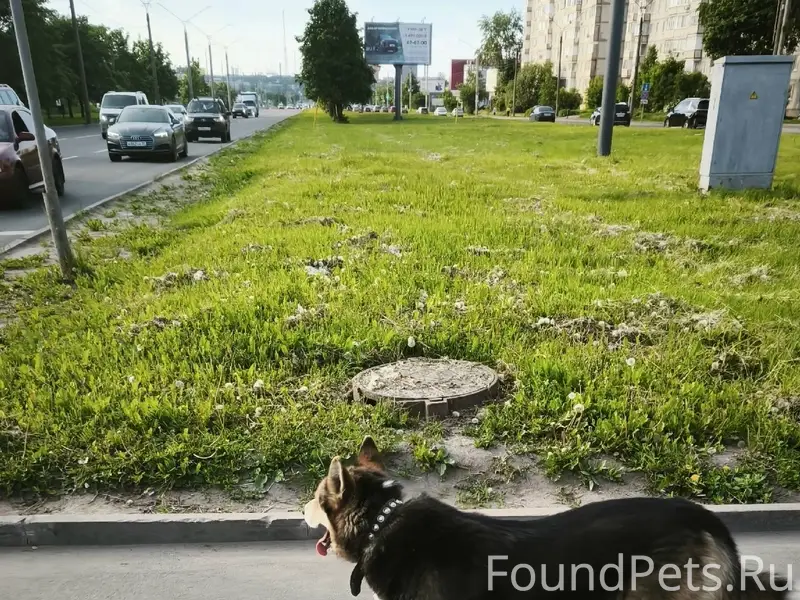Пропал пёс в ошейнике, с разными глазами, район Лента-Мармелад