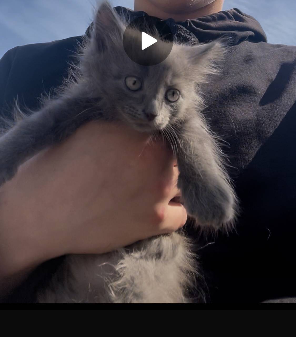 Пропал котёнок, Южный