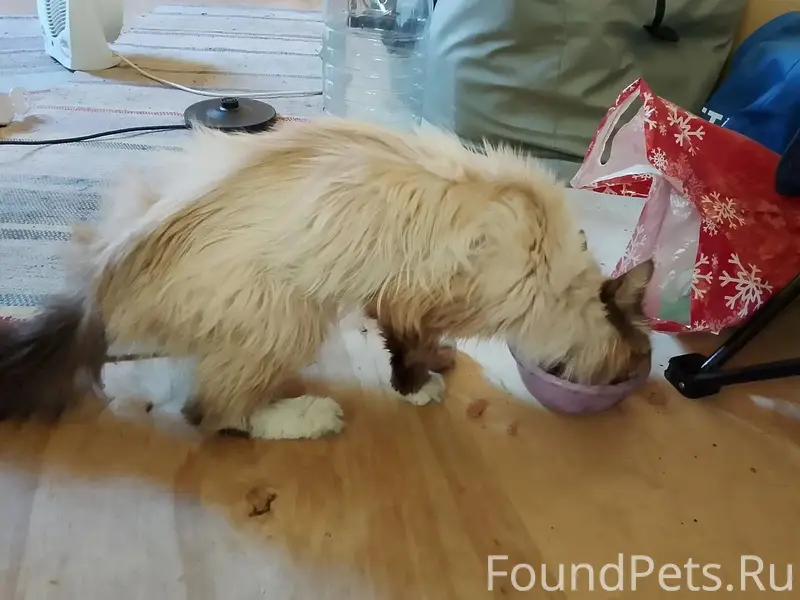 Найдена кошка, СНТ Оршинка