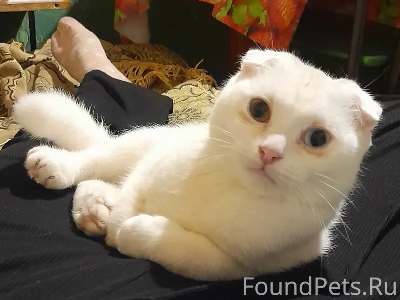 Пропал котик. Зовут Инний