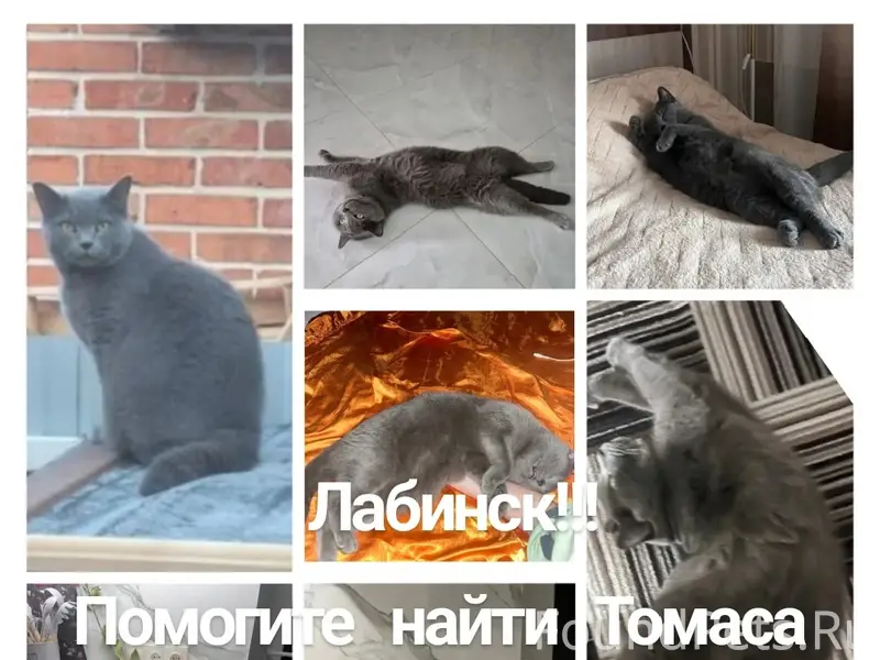 Пропал кот Томас, Лабинск