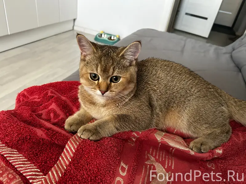 Пропал британский котёнок Изюм, район Ленина 16