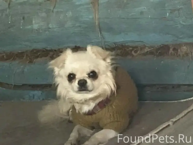 Пропала собака, Батыревский район