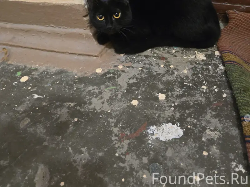 Найдена черная кошка