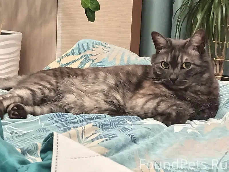 Пропал кот Финик, дачи в Аэропорту