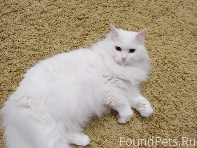 Пропала белая кошка, п. Пильный