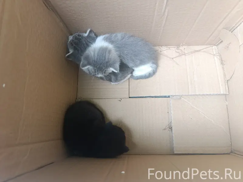 Найдены котята, Пятигорск