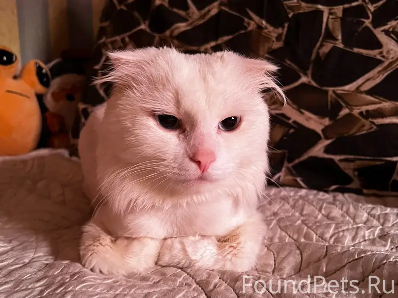 Найден кот, район ул. Псковская