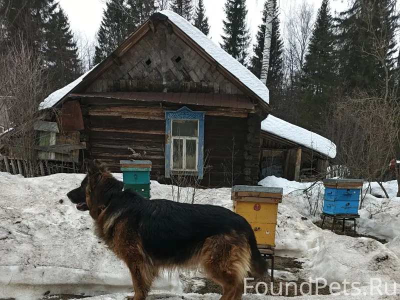 Пропала длинношёрстная немецкая овчарка, район Лиственского месторождения
