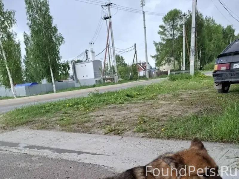Найденна собака, 2 км зеленой зоны