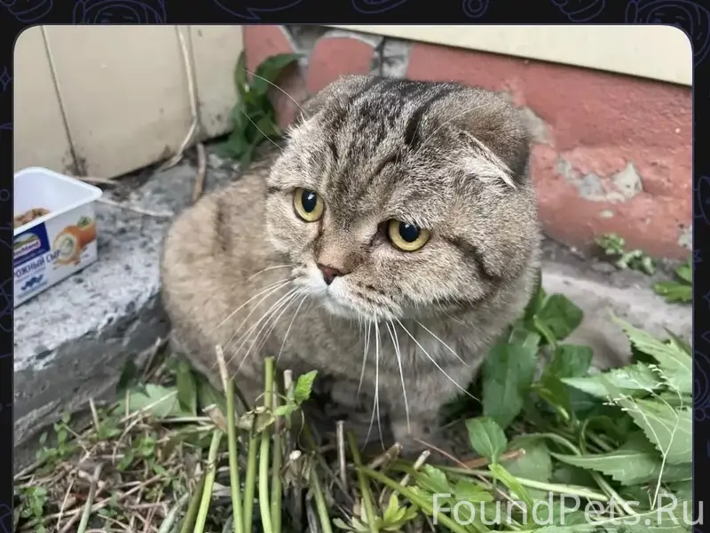Найден британский кот/кошка, улица Академика Королёва