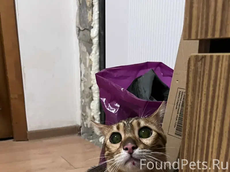 Найдена кошка бенгал, Львовская 12