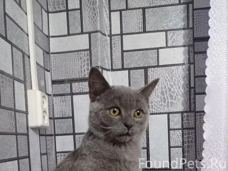 Пропал кот, Текстильщик