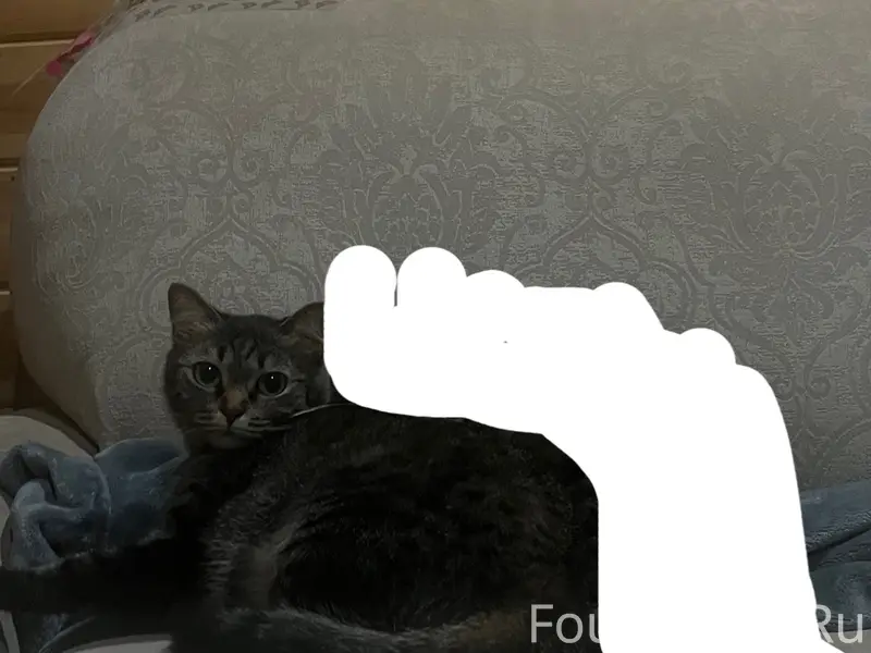 Пропала кошка,