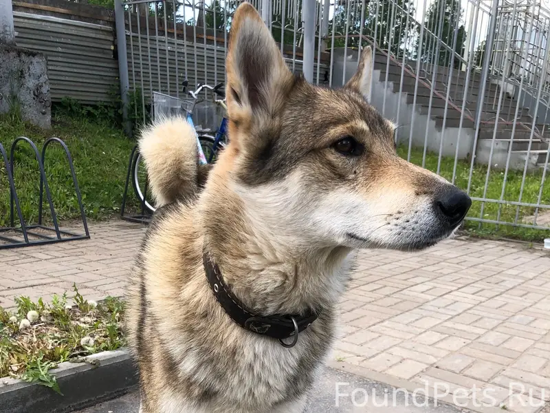 Пропал пёс, Вырица, вокзал