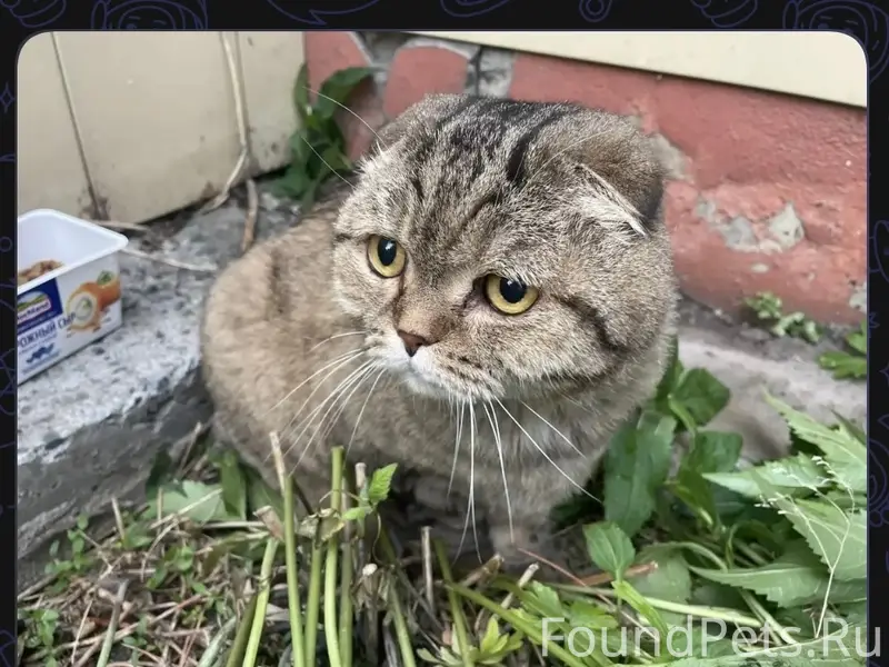 Найден британский кот/кошка, улица академика королева