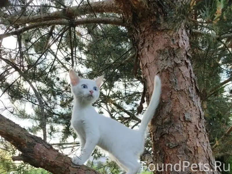 Найден ангорский котёнок, без дома