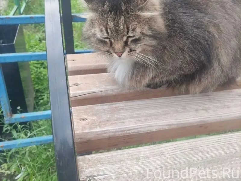 Найден кот, Воронеж, ул. Тепличная