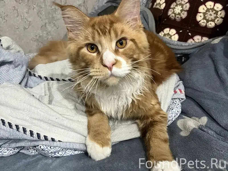 Пропал кот 