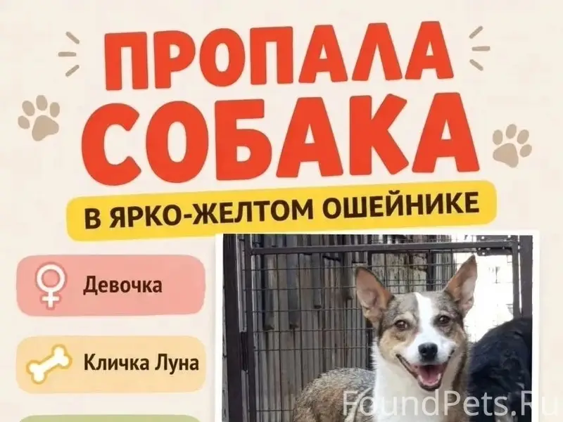 Пропала собака Луна, Выгонка