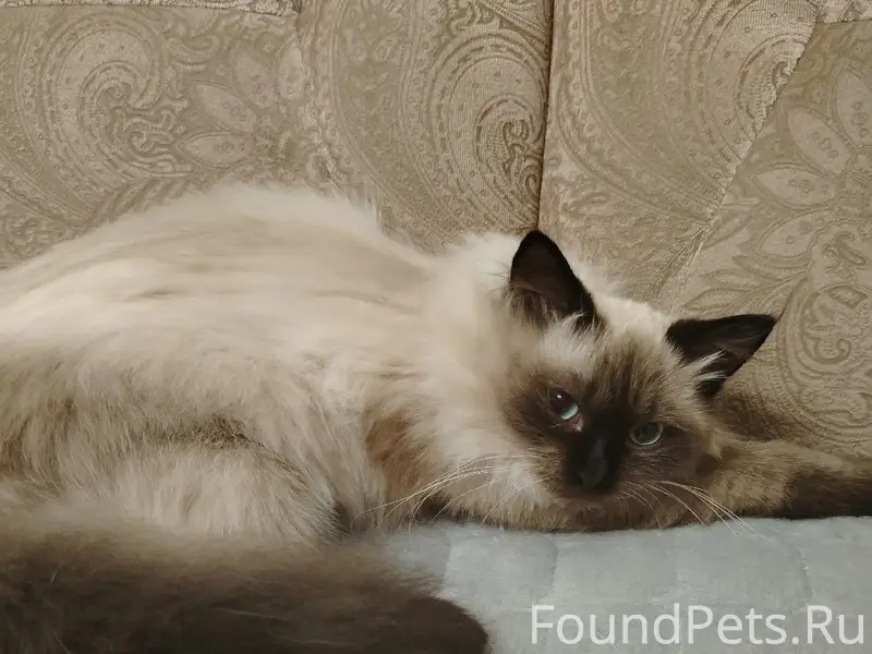 Пропал кот, улица Строителей