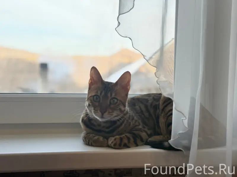 Пропала бенгальская кошка Адель
