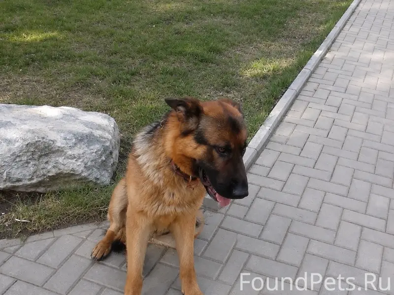 Пропал пес Лорд, Новосиньково