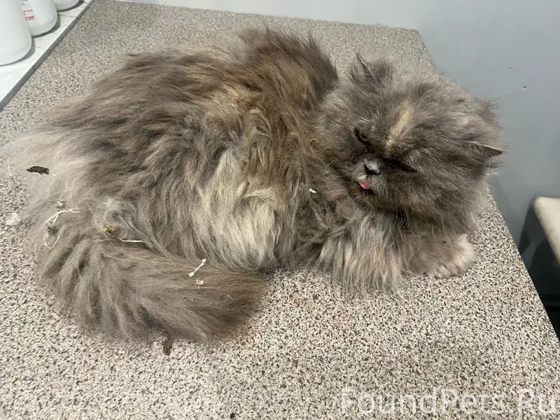 Найдена кошка