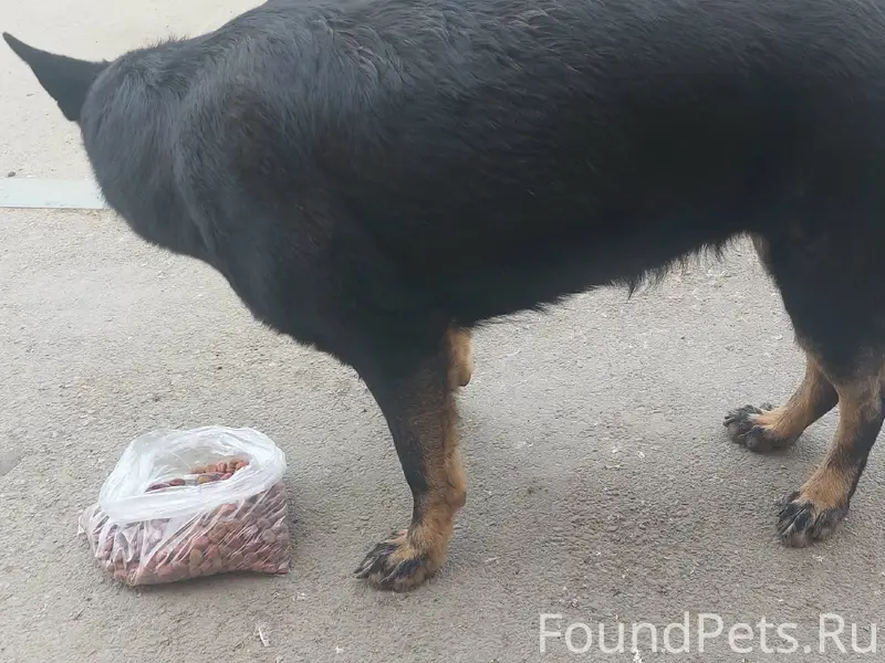 Найден пёс Макс, мкр юбилейный