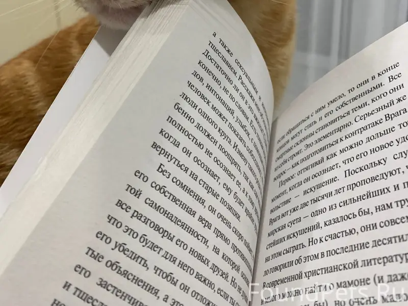 Пропал кот, район гармонии