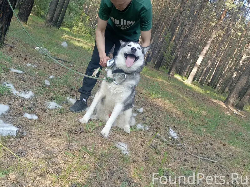 Пропал пёс, 12а мкр