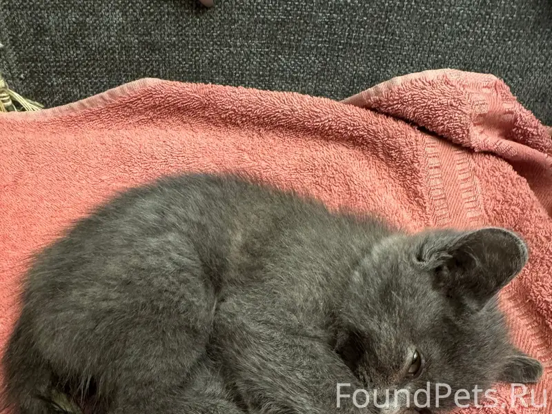 Найдена кошка, нуждается в доме