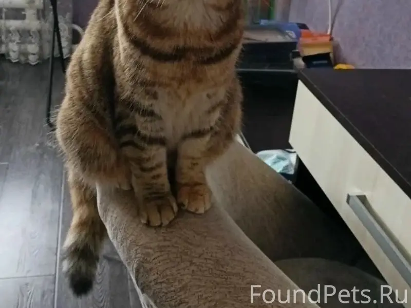 Пропала кошка Маша, СНТ Геолог