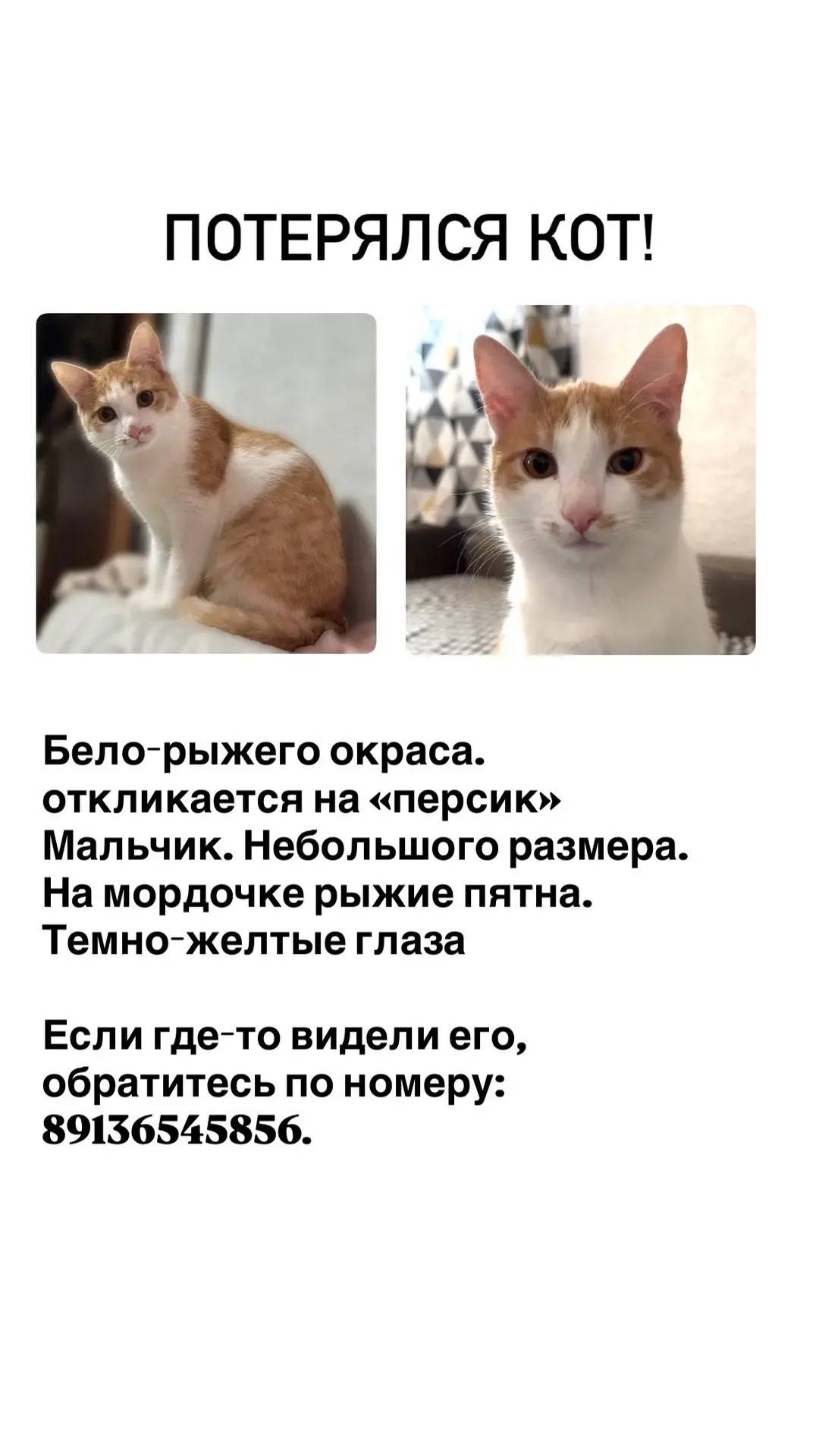 Пропал котёнок Персик, центральная область
