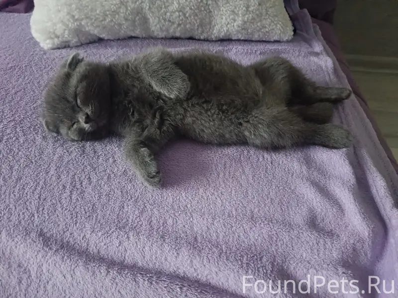 Пропала вислоухая Буся