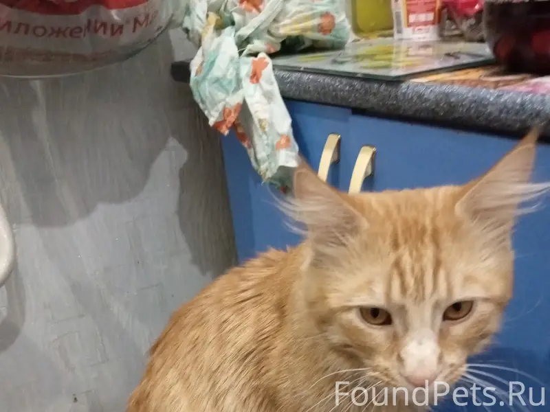 Пропал кот, Куйбышева 20