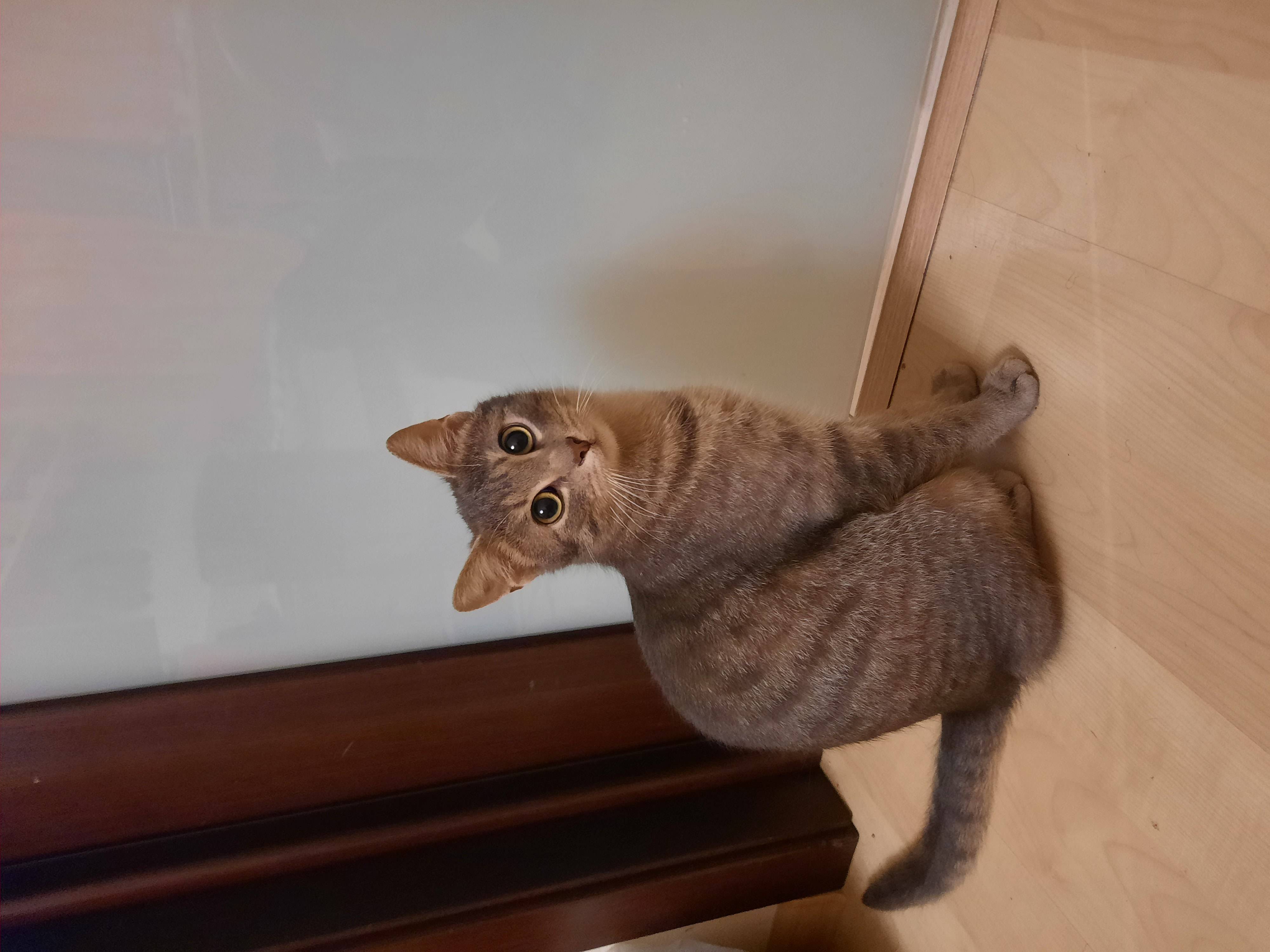 Пропал кот