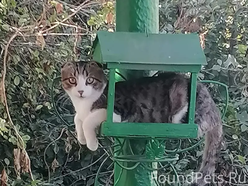 Пропал кот, место не указано
