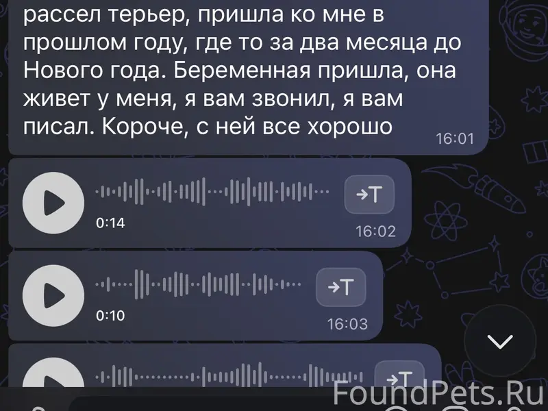 Пропала собака Джек Рассел, неизвестно местонахождение