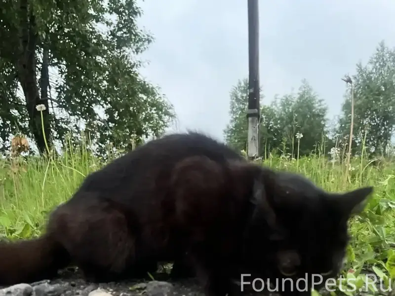 Пропала кошка, Самский посёлок
