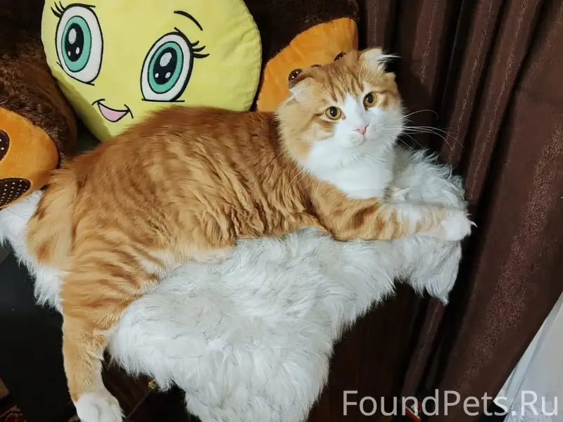 Пропал кот, район Ногинка