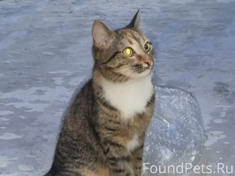 Пропала кошка, улица Пушкина